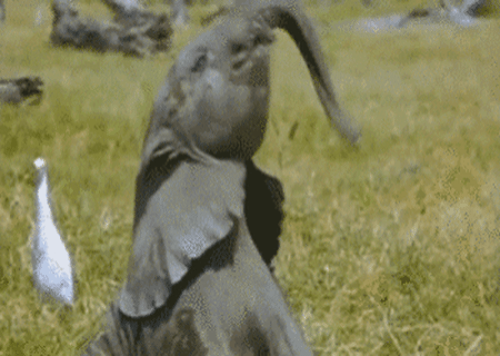 17865396694533.gif