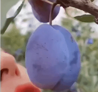 17867124462877.gif