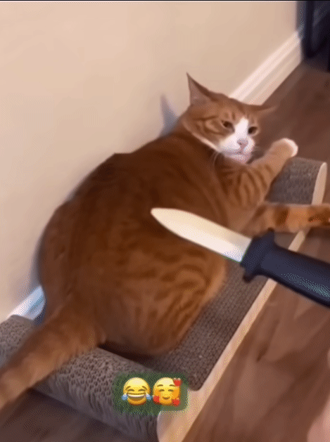 17875440643034.gif