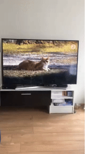 17879652408359.gif