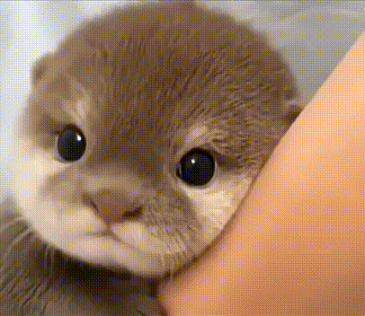 17884836514382.gif