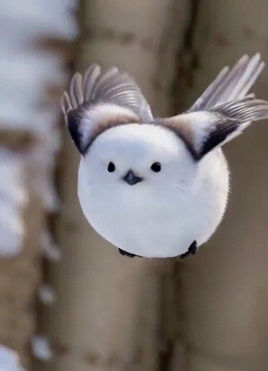 17890020434475.gif