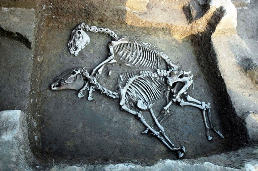 17350020110354.jpg