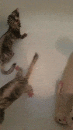 1754571833786.gif